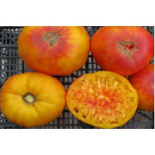 Редкие сорта томатов Козуля 137